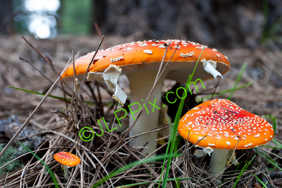 Magic_Mushrooms